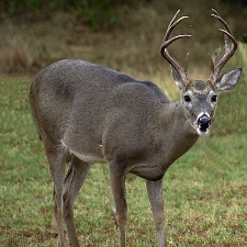 Deer Pic 2